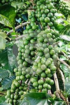 Green coffee beans on stem