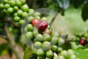 Green coffee beans on stem