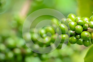 Green coffee beans on the tree1