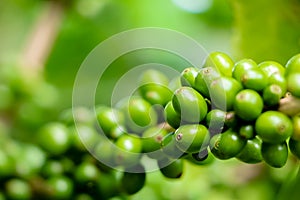 Green coffee beans on the tree1