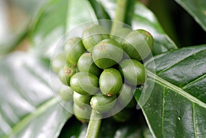 Green Coffee Berries