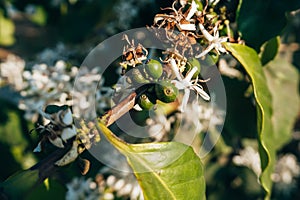 Green coffee berries with white blooming flowers on a branch