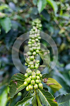 Green Coffee cherry photo