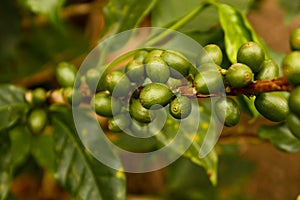 Green coffee. Colombia