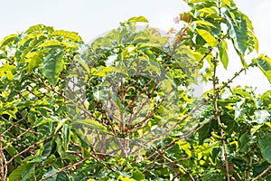 Green coffee fruits of a coffee plantation