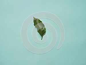 Green coffee leave on blue background