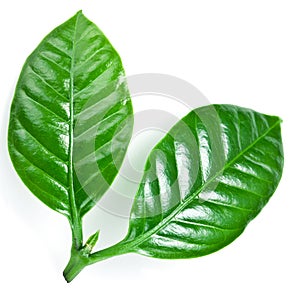 Green coffee leaves.