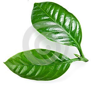 Green coffee leaves.