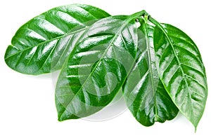 Green coffee leaves.