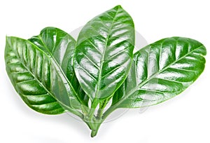 Green coffee leaves.