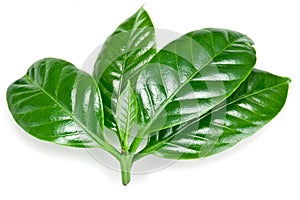 Green coffee leaves.