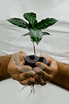 Green coffee plant