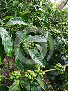 Green coffee seeds of robusta coffee plant