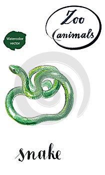 Green coiled snake