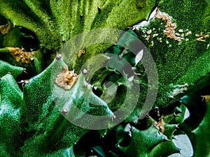 Closeup Green Colar flower plant cactus dry summer tropical photo