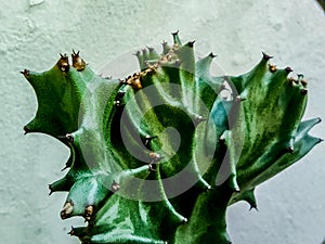 Green Colar flower plant cactus dry summer tropical photo