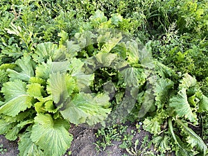 Green collard grows in the garden bed, vegan healthy organic food