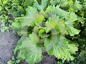 Green collard grows in the garden bed, vegan healthy organic food