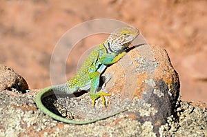 Green Collared Lizard