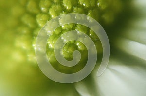 green color background abstract, flower macro picture, texture of flower pollen, soft background