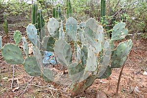 CACTUS PLANT WITH SHARP THORNS IN THE FOREST