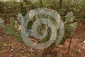CACTUS PLANT WITH SHARP THORNS IN THE FOREST