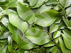 Green color curry leaves
