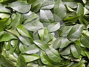 Green color curry leaves seasoning