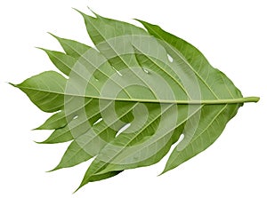 Fresh Breadfruit leaf isolated on white background