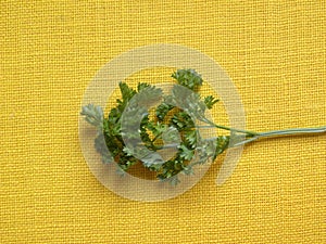 Green color fresh curly parsley