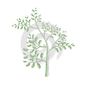 green color hand drawn plants, watercolor plant drawing vine isolated vector art on white background