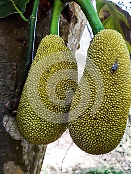 Green color jack fruit hangs on the green tree and black-white background