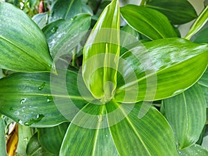 Green color leaves of Costus plant with young shoot in the middle