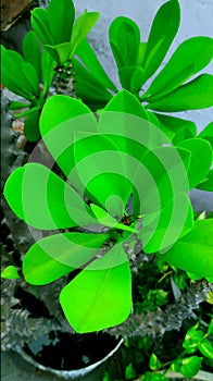A green color leaves plant photo for wall background