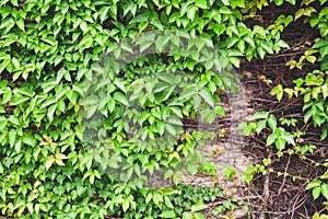 Green color leaves wall texture, natural green leaf and root covered concrete wall background in vintage effect