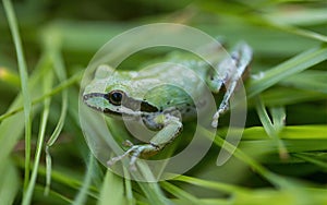 Green color morph Sierran Tree Frog camouflaging on grass. photo