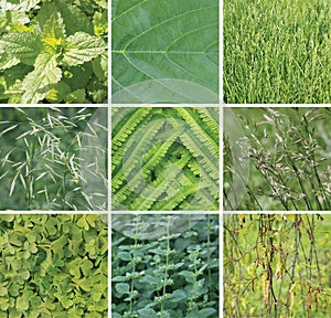 Green color samples plant collage. photo