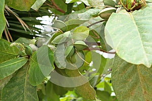 Green color unripe Indian Almond fruits on the tree Tropical Almond, Combretaceae.