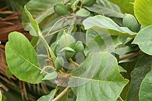 Green color unripe Indian Almond fruits on the tree Tropical Almond, Combretaceae. Leaves for aquarium. Closeup of unripe nuts