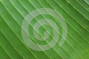 Green colored abstract background. Macro or close up of a leaf with pattern of lines.