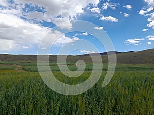 green colored barley crop in the foreground and distant mountains