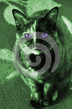 Green colored cat with lavendar eyes