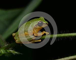 Green colored frog macro