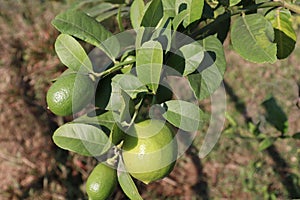 green colored lemon farm on field