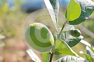 green colored lemon farm on field