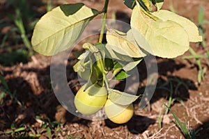 green colored lemon farm on field