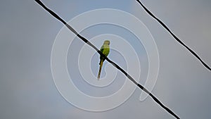 Green colored of Parrots on iron rope, sitting with blurred background