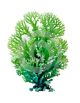 green colored sea coral, detailed photo, isolated,cut out