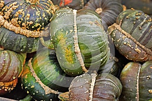 Green colored Turban squash