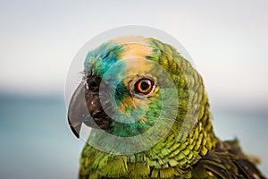 Green colorful parrot focused on the eye. Lanzarote, Canary Islands, Spain.